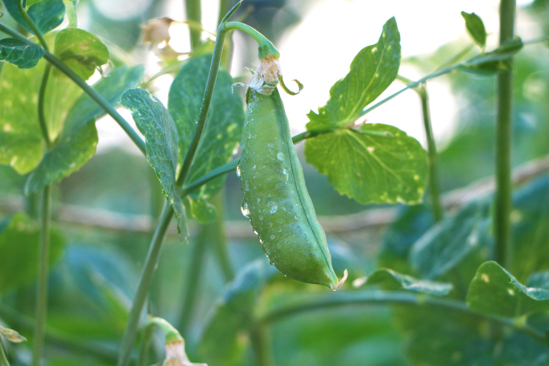 A snap pea hanging off of a snap pea plant outdoors