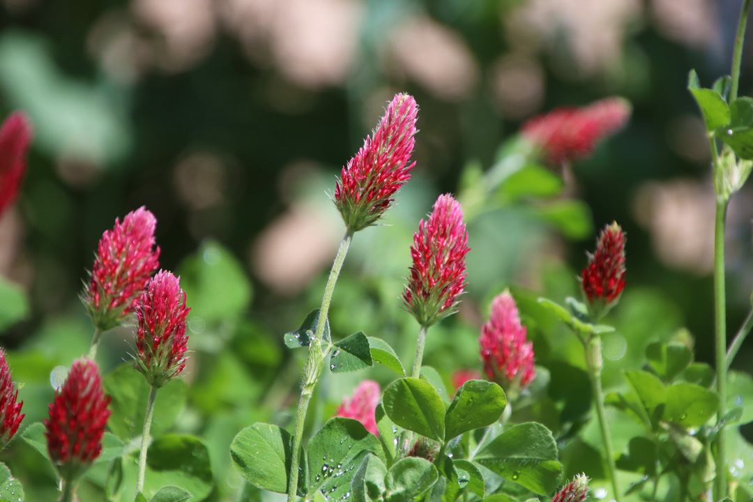 Several blooming crimson clover flowers