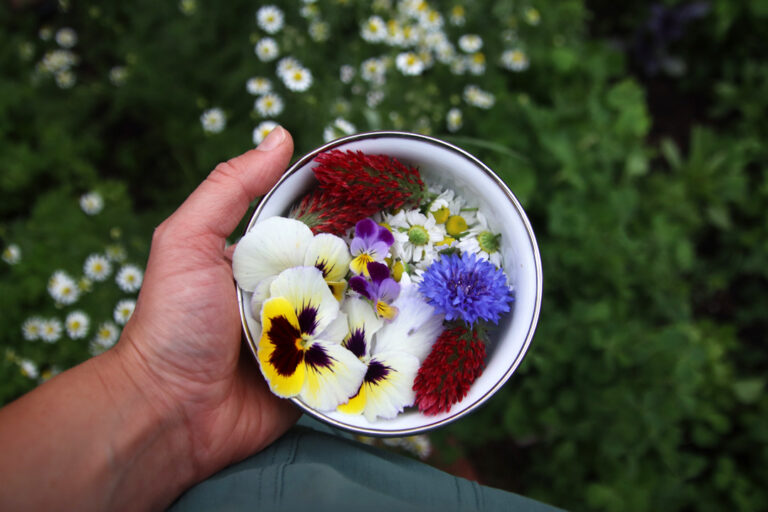The Best Edible Flowers to Grow in Your Garden