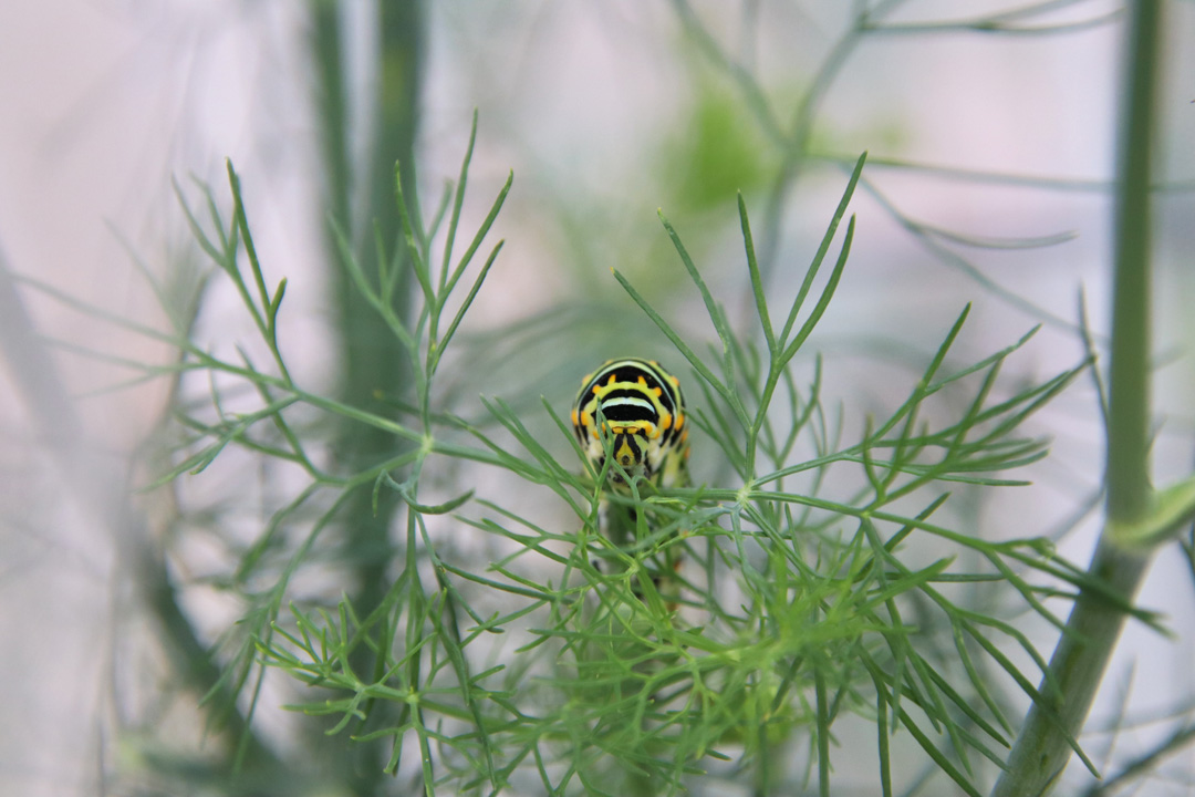 A yellow and black caterpillar facing the camera and peeking through branches of fresh dill