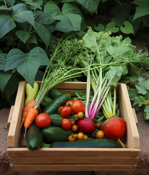 a wooden crate full of a variety of vegetables sitting in a leafy garden