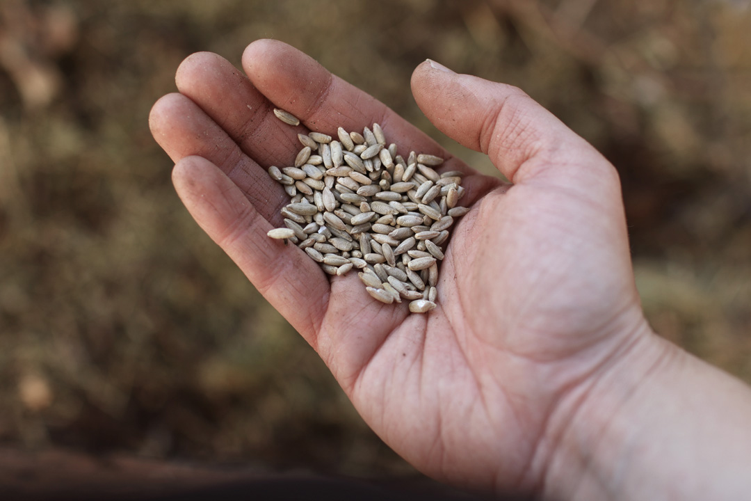 a hand holding cover crop seeds