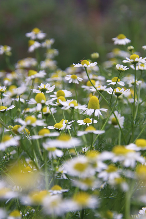 Dozens of white and yellow chamomile blooms growing in an herbal tea garden
