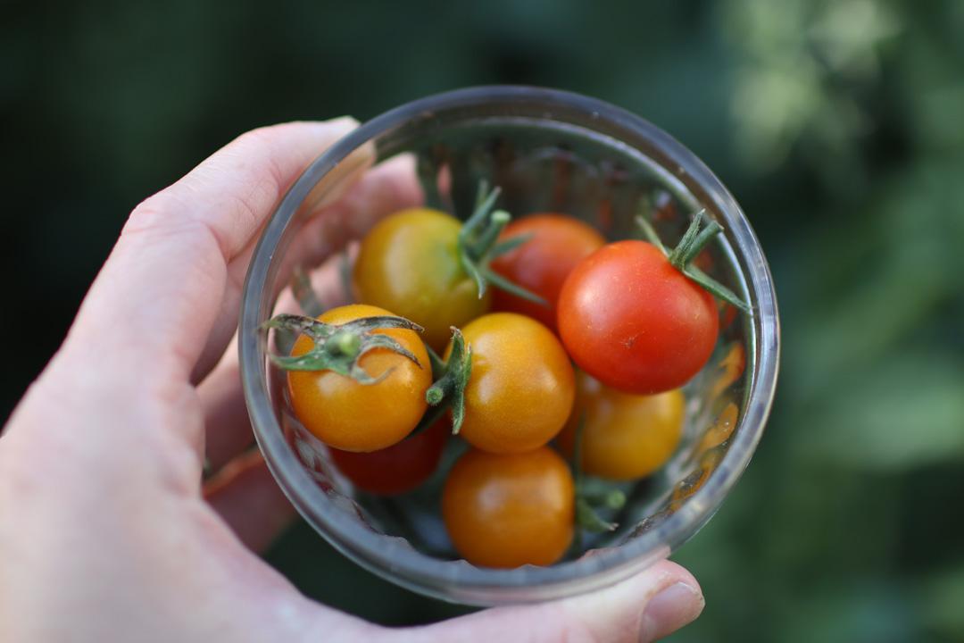 Cherry Tomatoes in a small glass bowl, grown in a small space garden