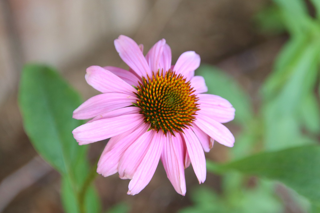 How to Grow an Easy Herbal Tea Garden | Sprig & Spoon