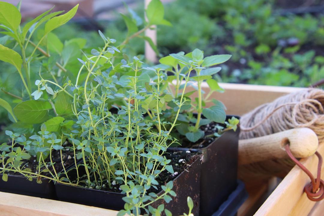 garden seedlings in a crate