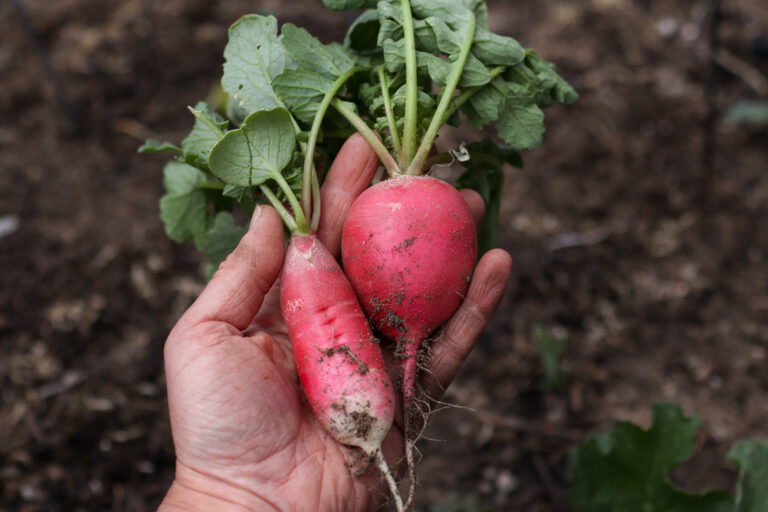 freshly harvested radishes being held in the garden