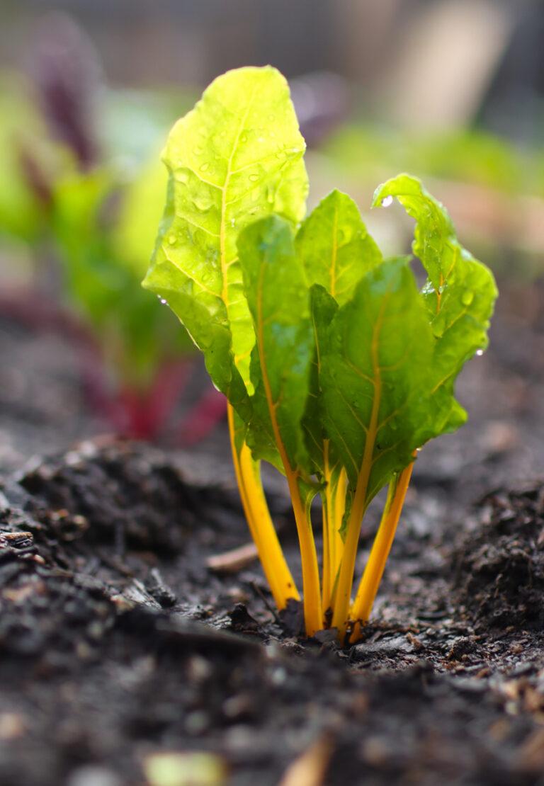 21 Vegetables to Plant in a Spring Garden (Ultimate Guide!) | Sprig & Spoon