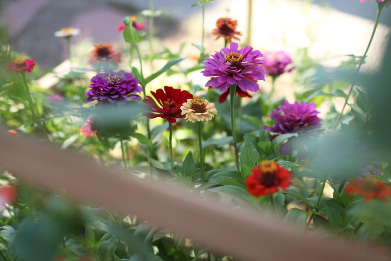 zinnias of different colors growing in a garden