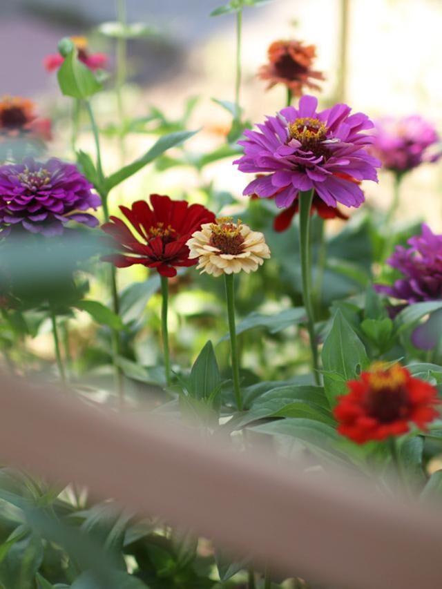 15 Easy-to-Grow Flowers for Beginners