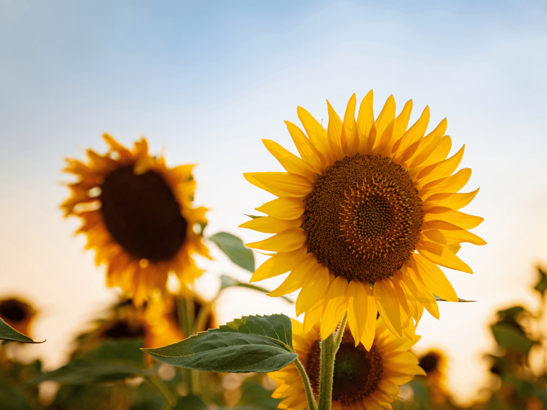 Daisy Vs Sunflower A Quick Guide Sprig Spoon Daisy Vs Sunflower 2 1080x810