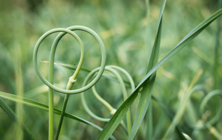 16 Best Garlic Scape Recipes to Use Up Your Scapes