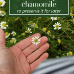 a hand plucking a chamomile flower