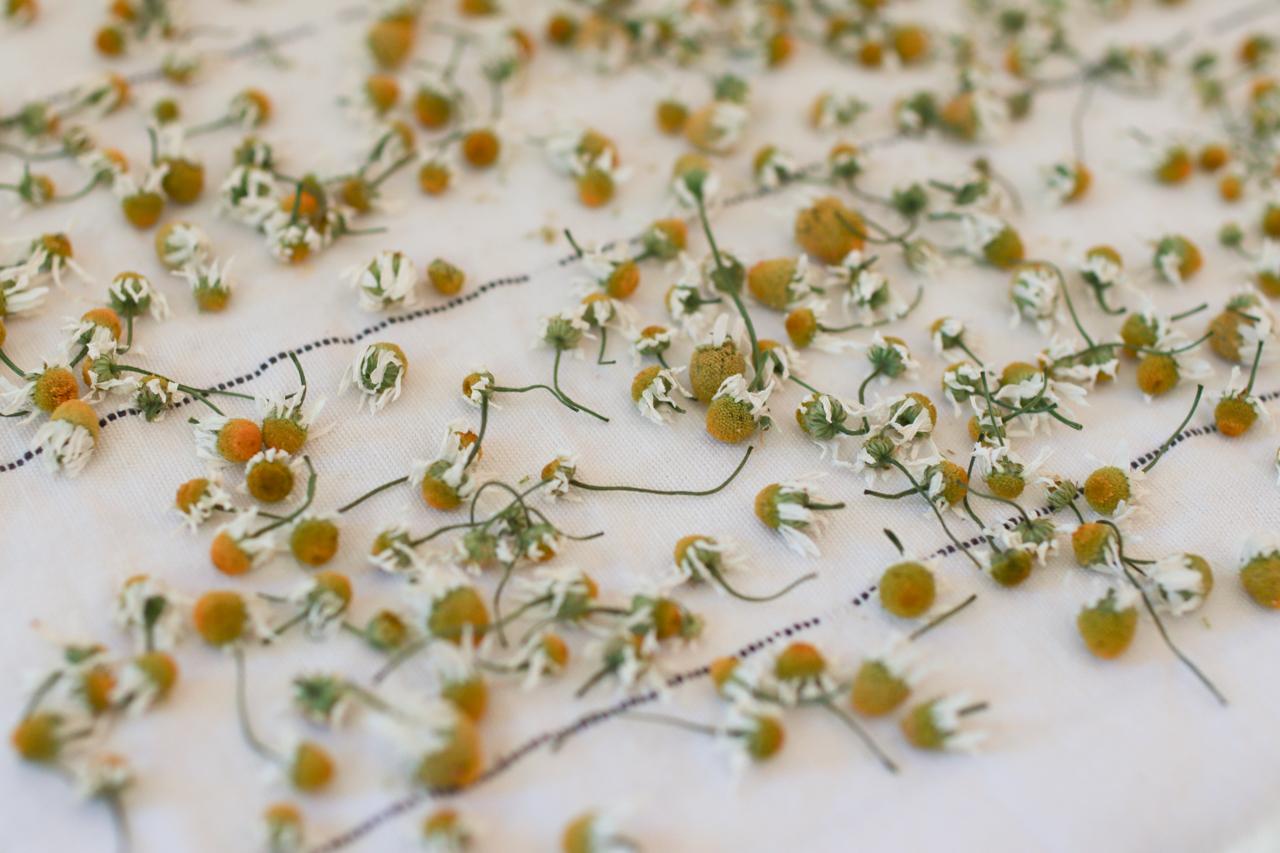 How to Dry Chamomile the Easy Way (for Tea and More) Sprig & Spoon