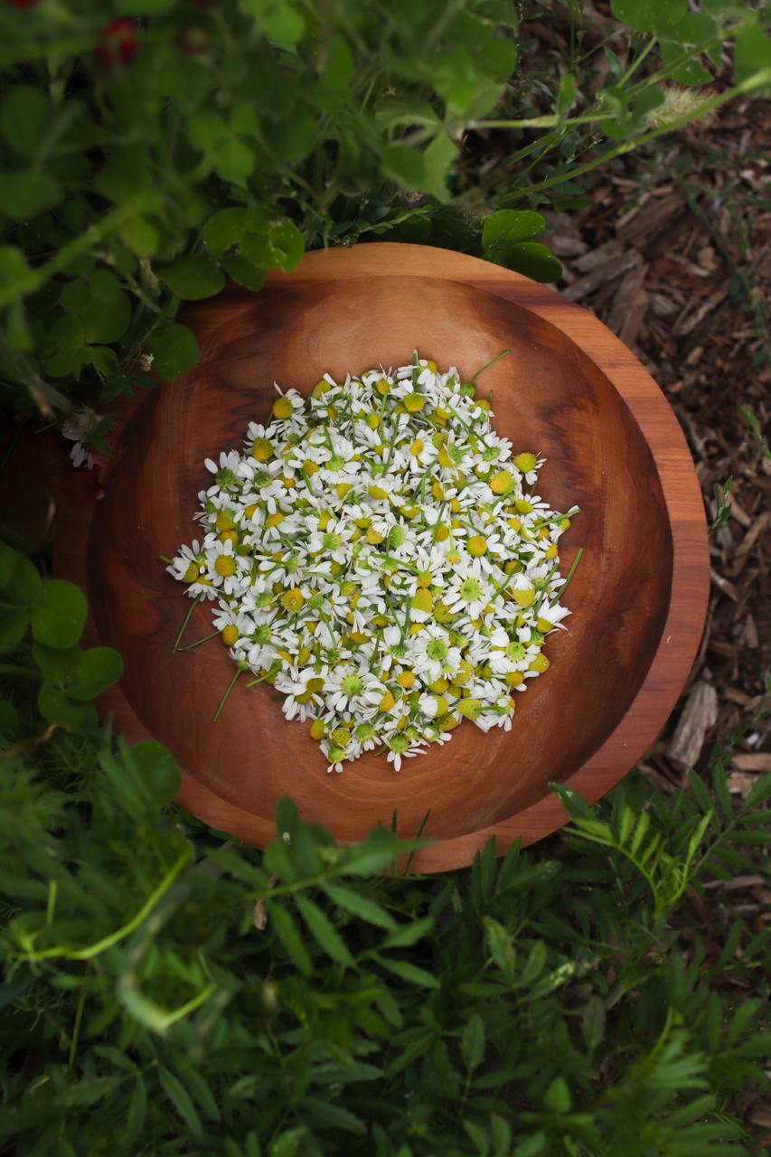 How to Dry Chamomile the Easy Way (for Tea and More) Sprig & Spoon