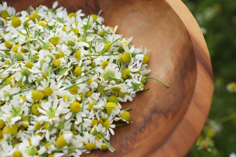 How to Dry Chamomile the Easy Way (for Tea and More)