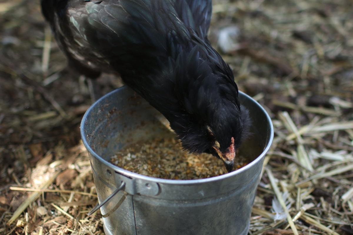 A chicken eating seeds from a bucket