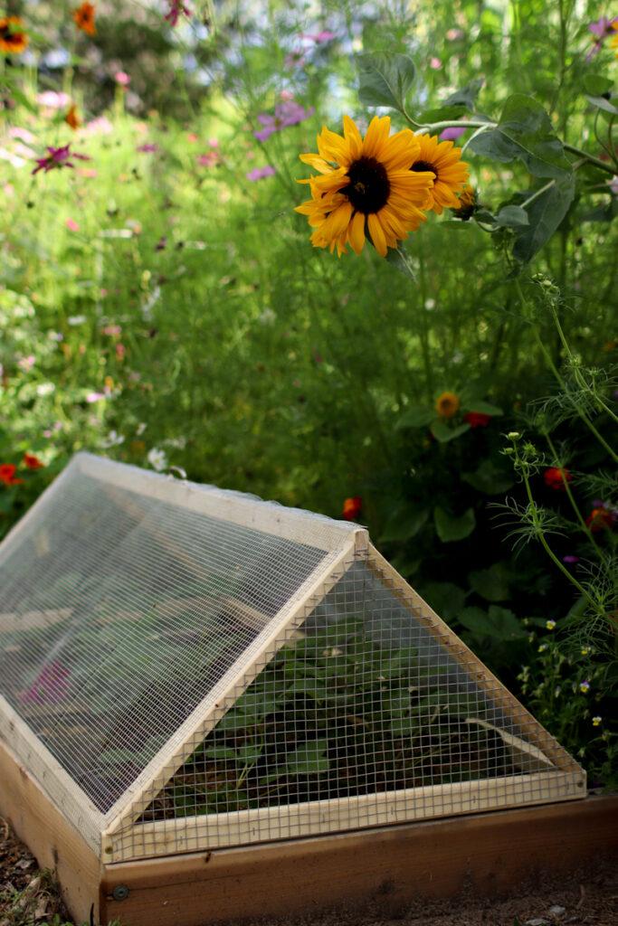 A chicken wire cage over a strawberry patch