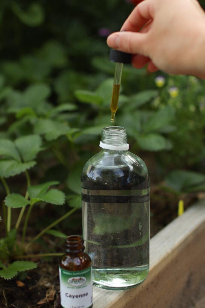 dropping drips of cayenne extract into a spray bottle of water
