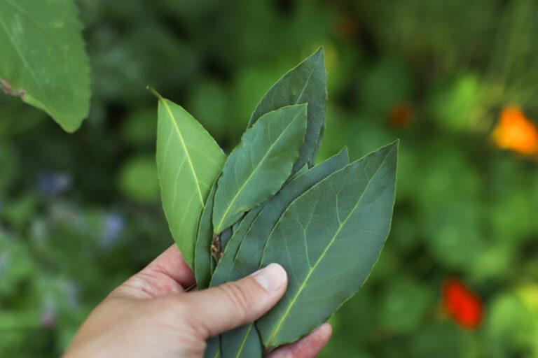 How to Dry Bay Leaves 3 Easy Methods for Drying Sprig & Spoon