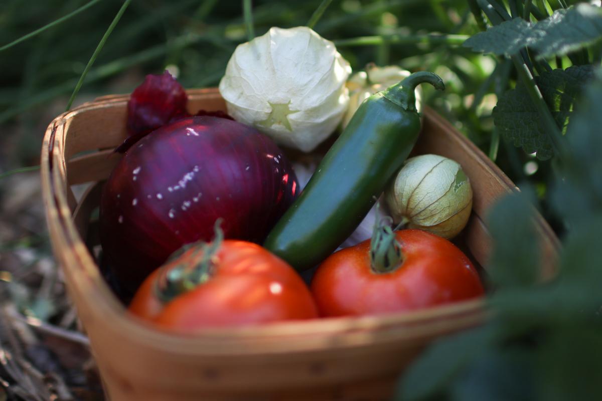 a basket of salsa garden ingredients