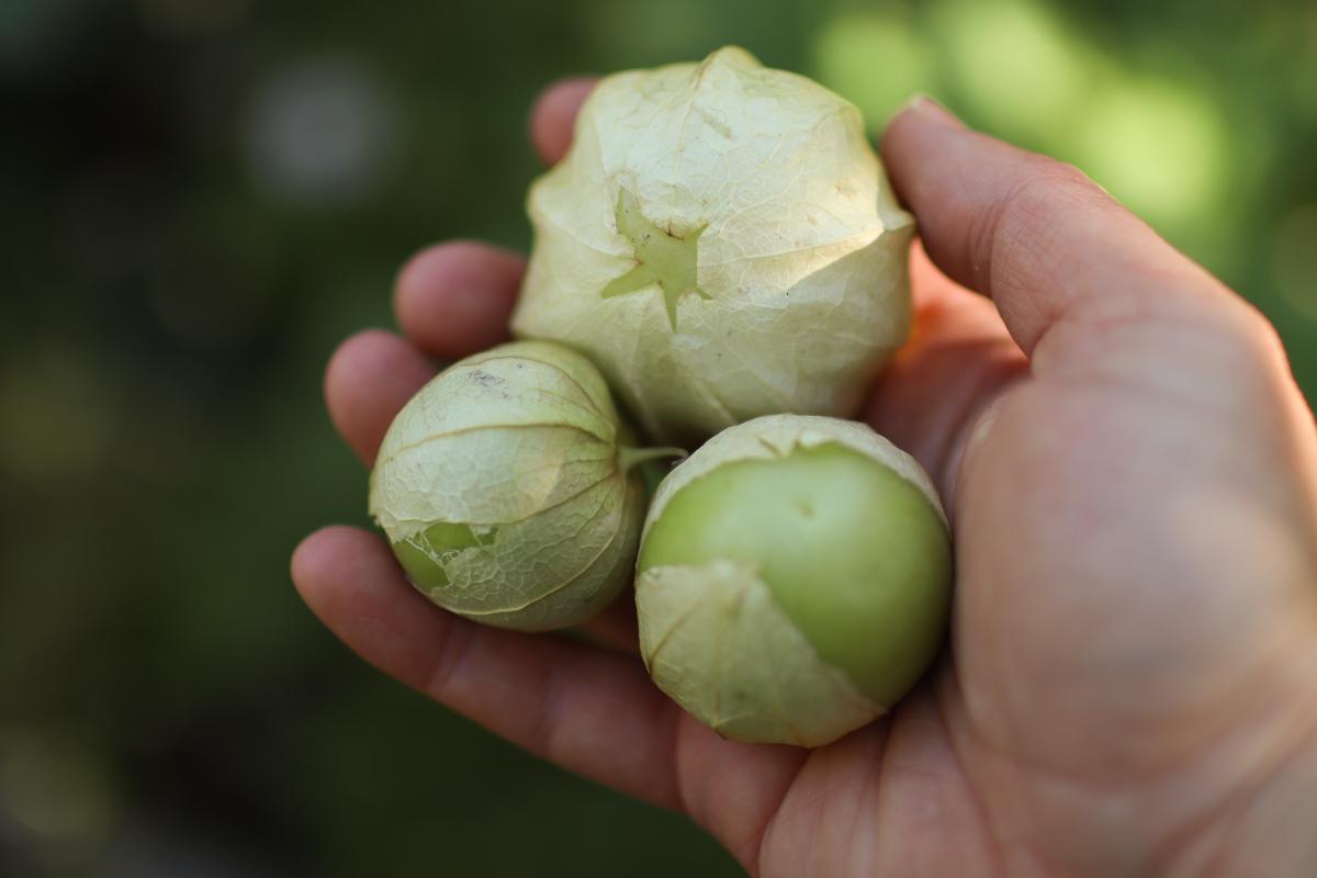 a hand holding tomatillos