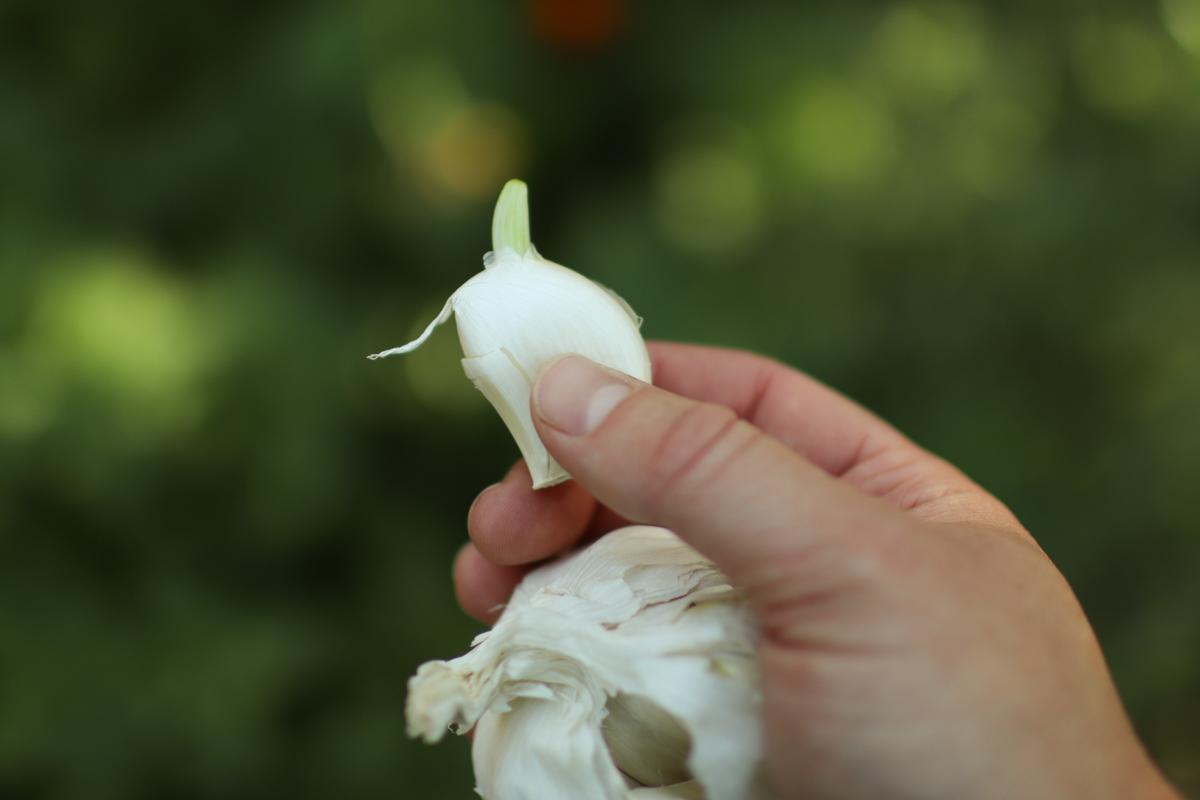 Planting a clove of sprouted garlic.
