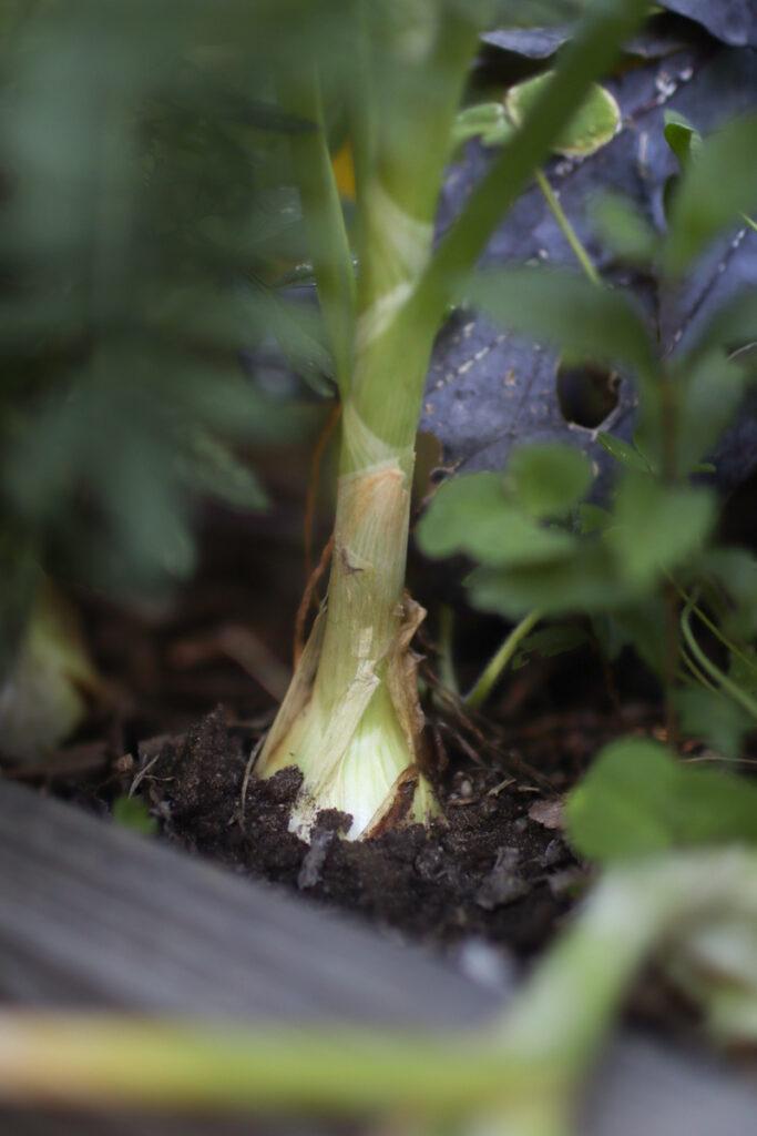 an onion growing in the ground