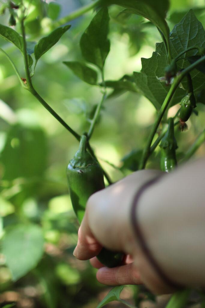 a hand picking a jalapeno pepper