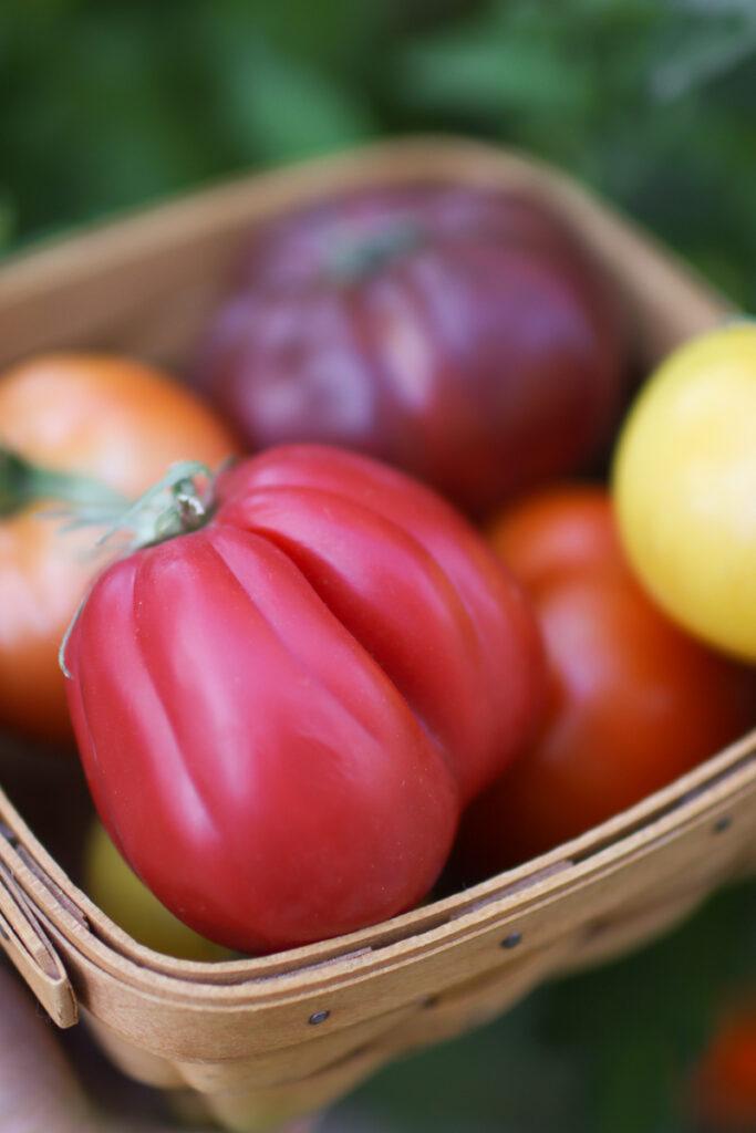 a basket of colorful tomatoes