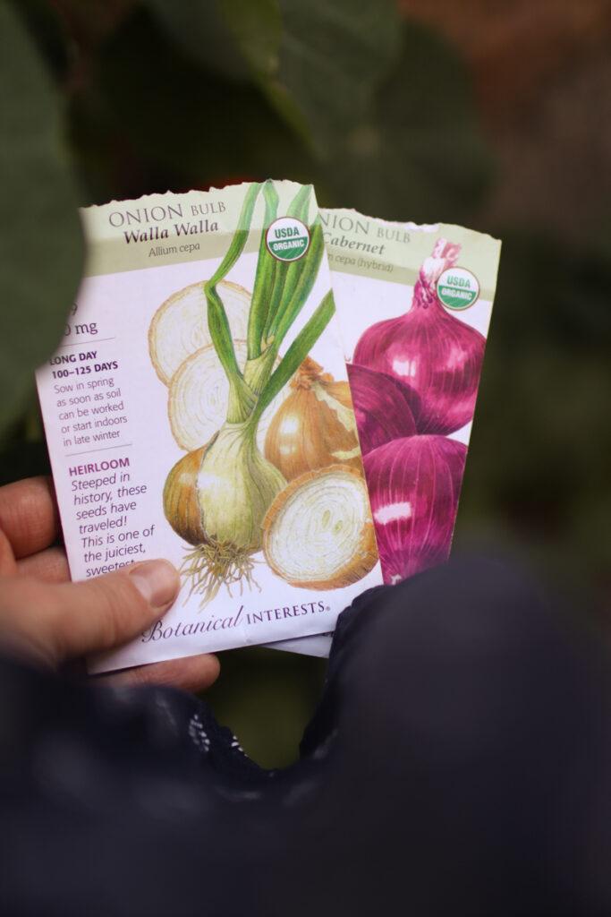 a hand holding onion seeds