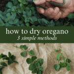 how to dry oregano with a hand harvesting oregano and a sprig laying on parchment paper
