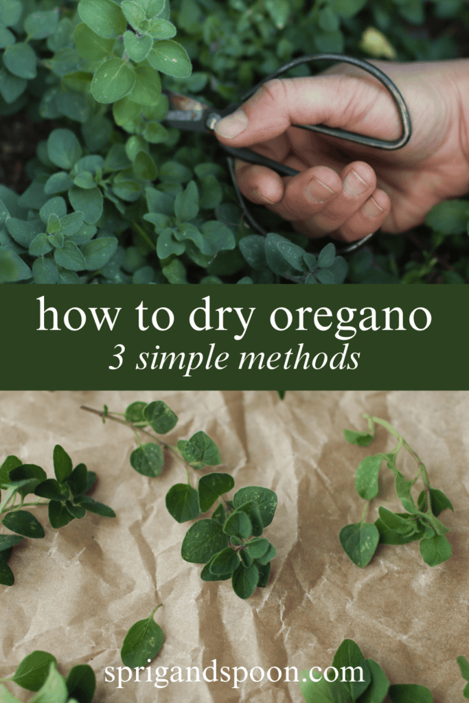 how to dry oregano with a hand harvesting oregano and a sprig laying on parchment paper