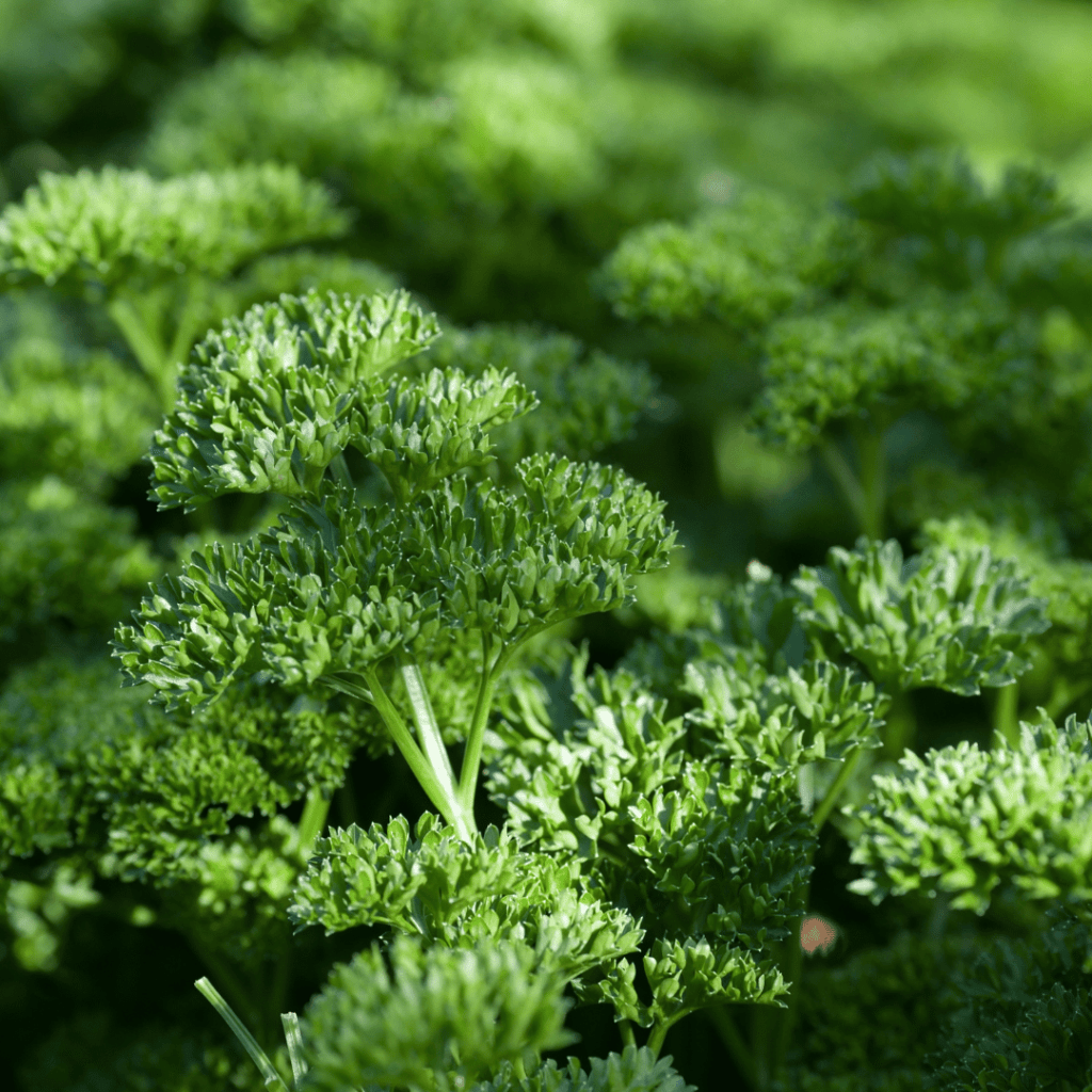 close up of curly parsley