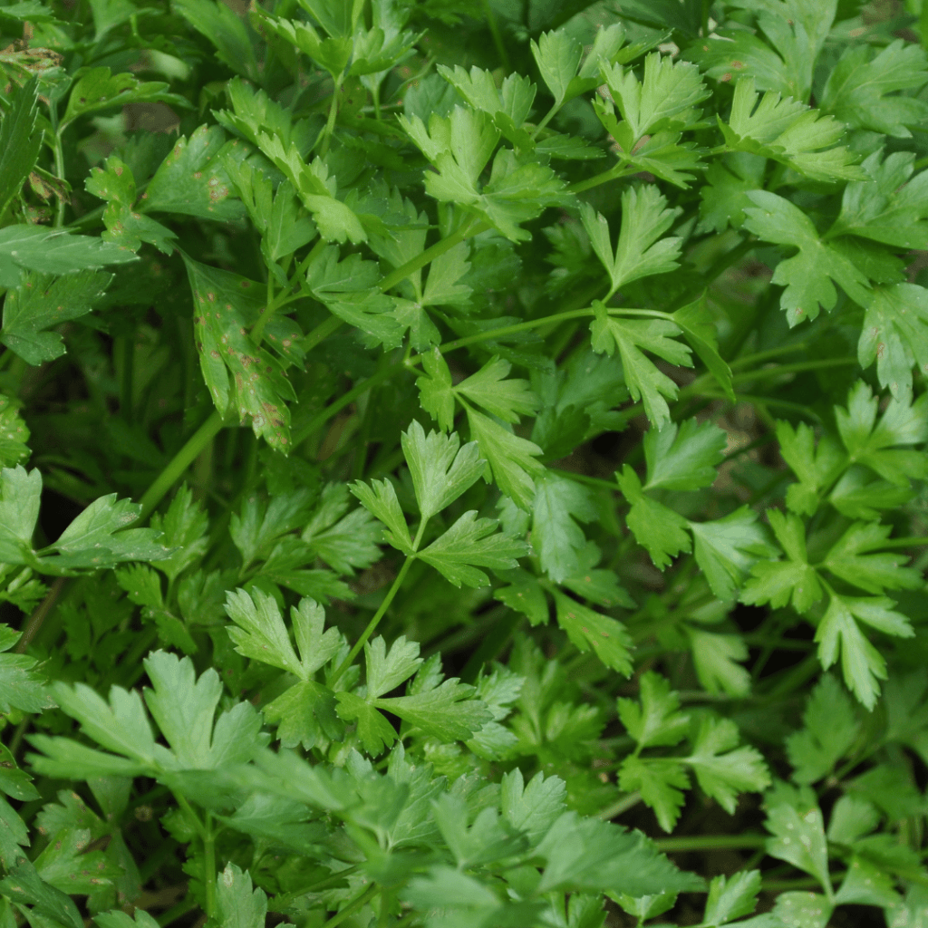close up of flat leaf parsley