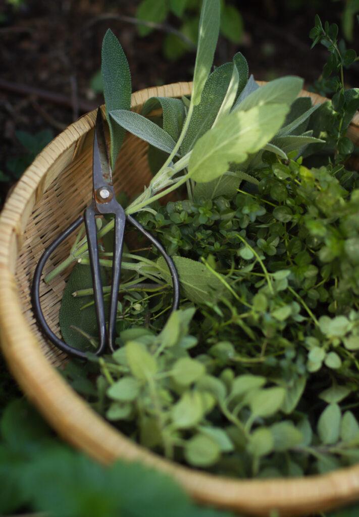 a harvest basket with herbs and garden scissors