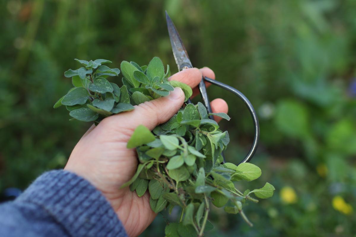 A hand holding a bundle of fresh oregano and scissors