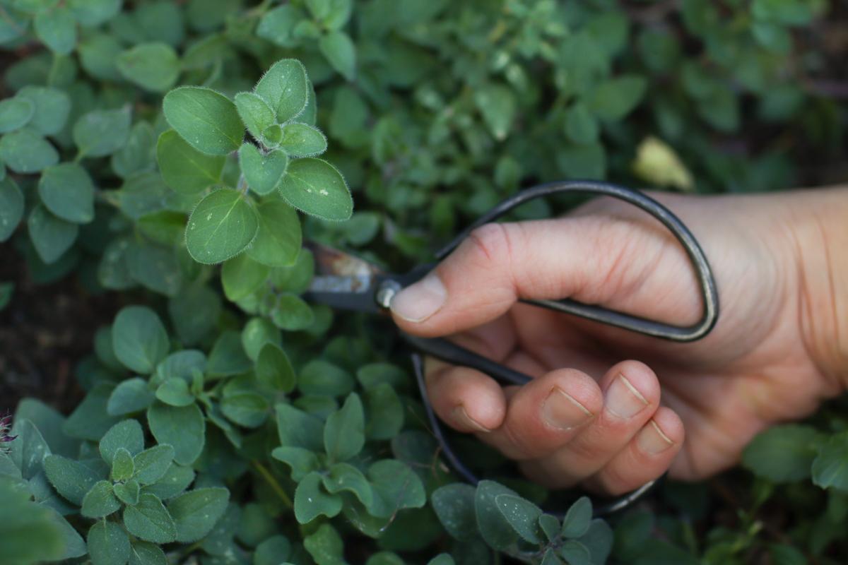 A hand cutting oregano with scissors