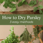 how to dry parsley with fresh parsley hanging from a rack and laying on a tray