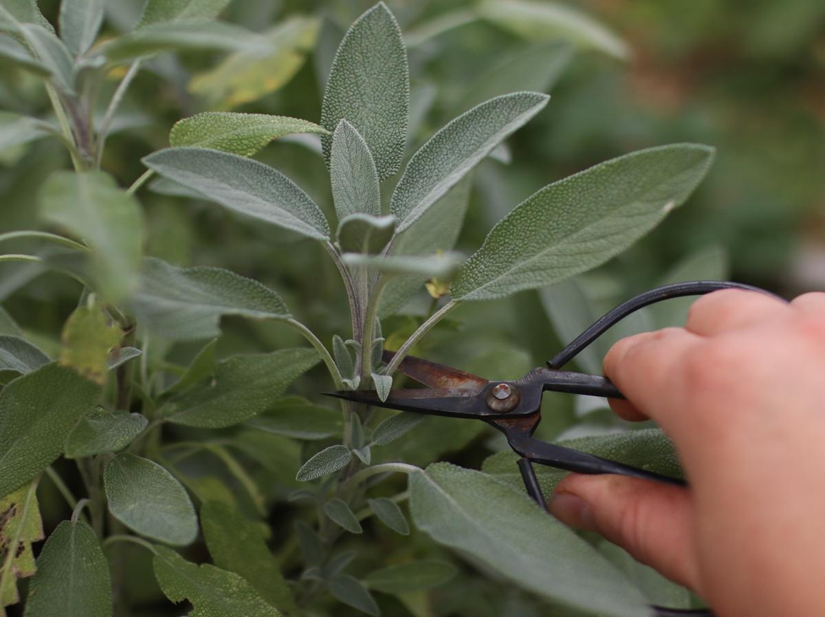 a hand cutting a sprig of sage with metal scissors