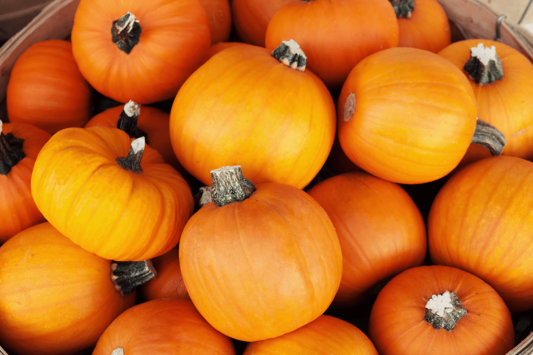 a closeup of sugar pumpkins