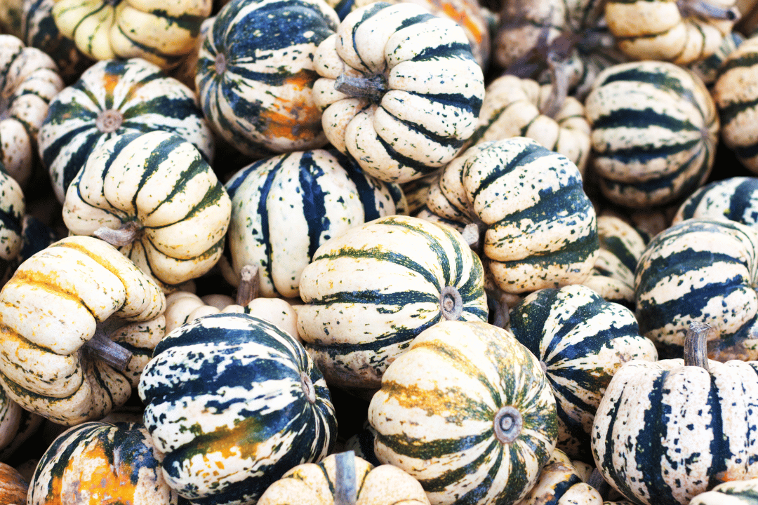 a closeup of carnival squashes