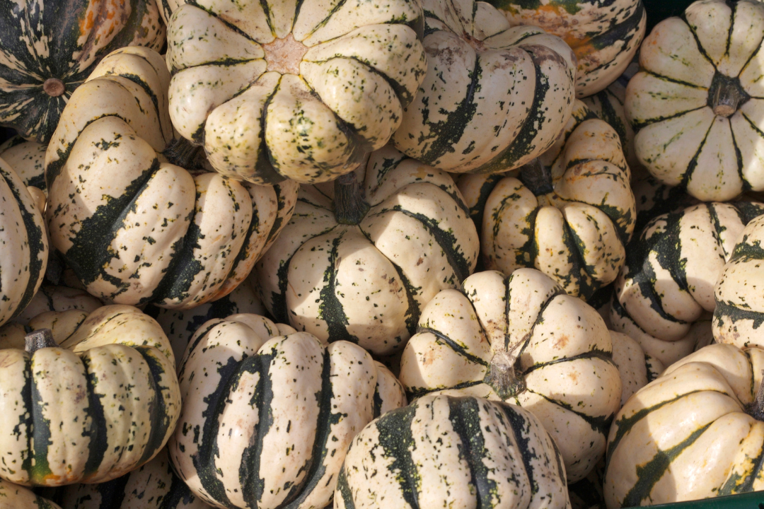 a closeup of sweet dumpling squashes
