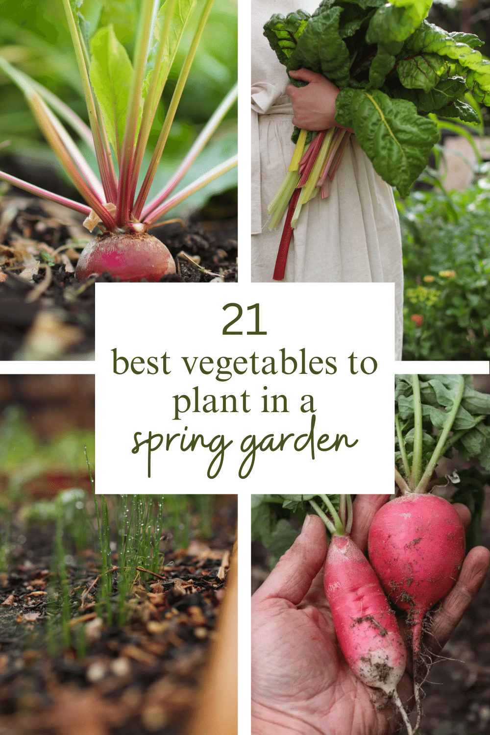 21 Vegetables to Plant in a Spring Garden (Ultimate Guide!) | Sprig & Spoon