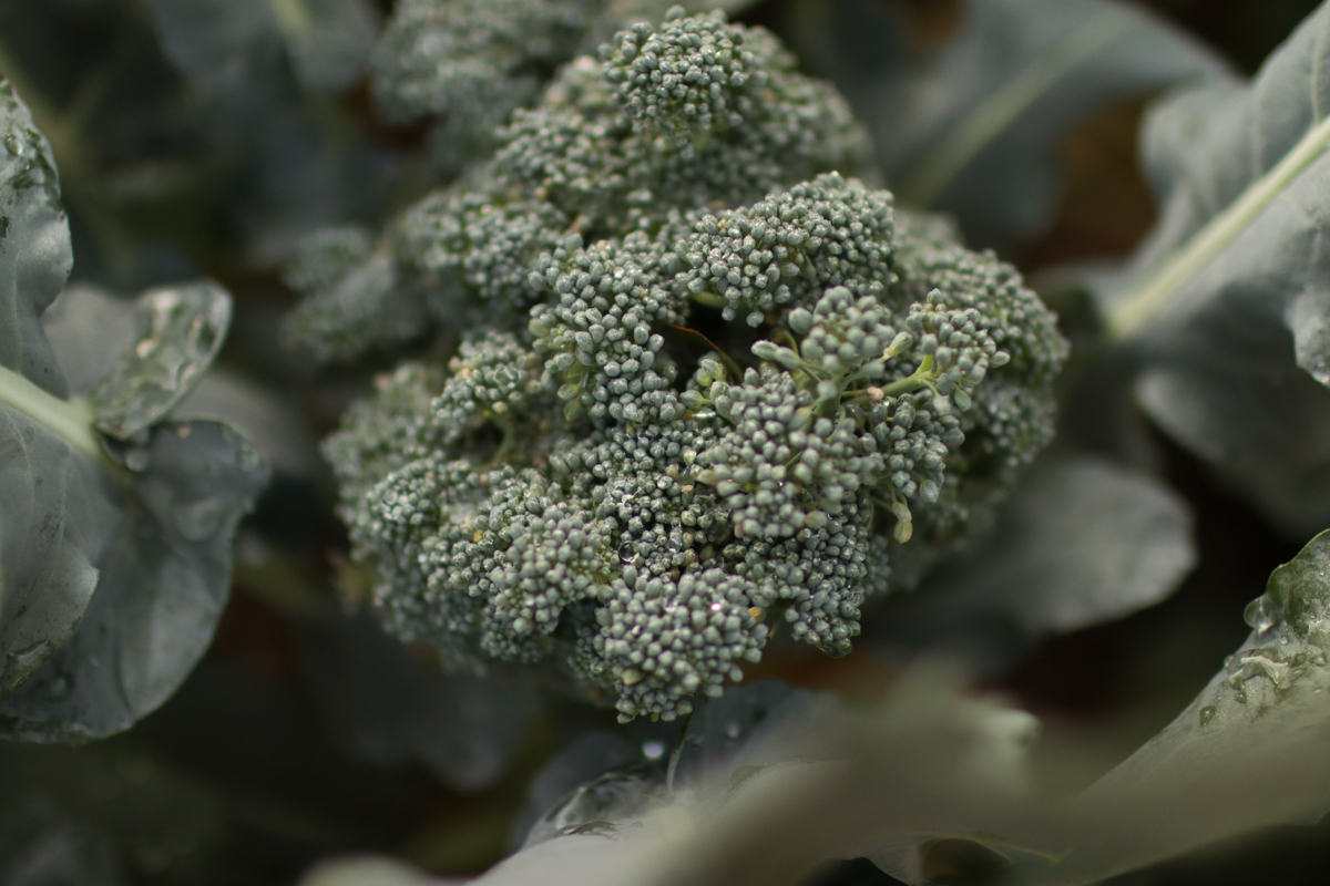 close up of a head of broccoli