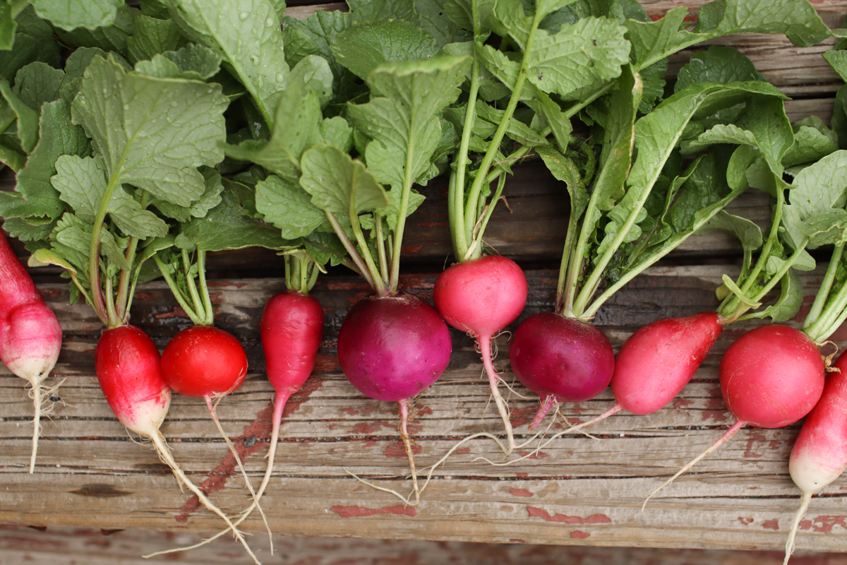 radishes lined up on a wooden background