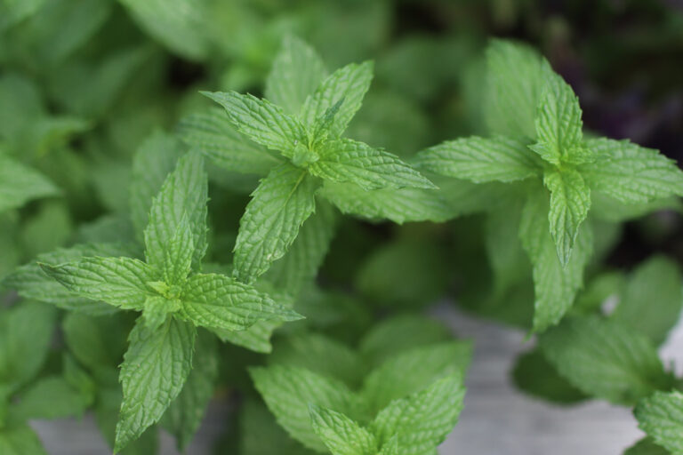 Fresh mint growing in a garden.