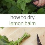 How to dry lemon balm pinterest graphic.