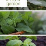 How to start an herb garden pinterest graphic.