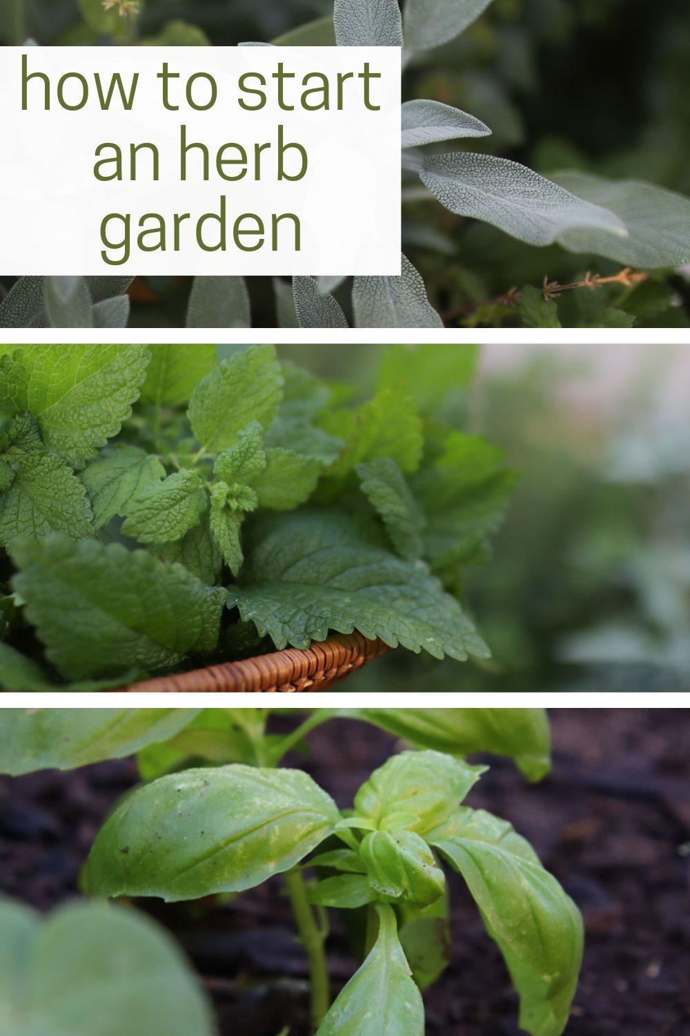 How to Start an Herb Garden: Full Guide for Beginners | Sprig & Spoon